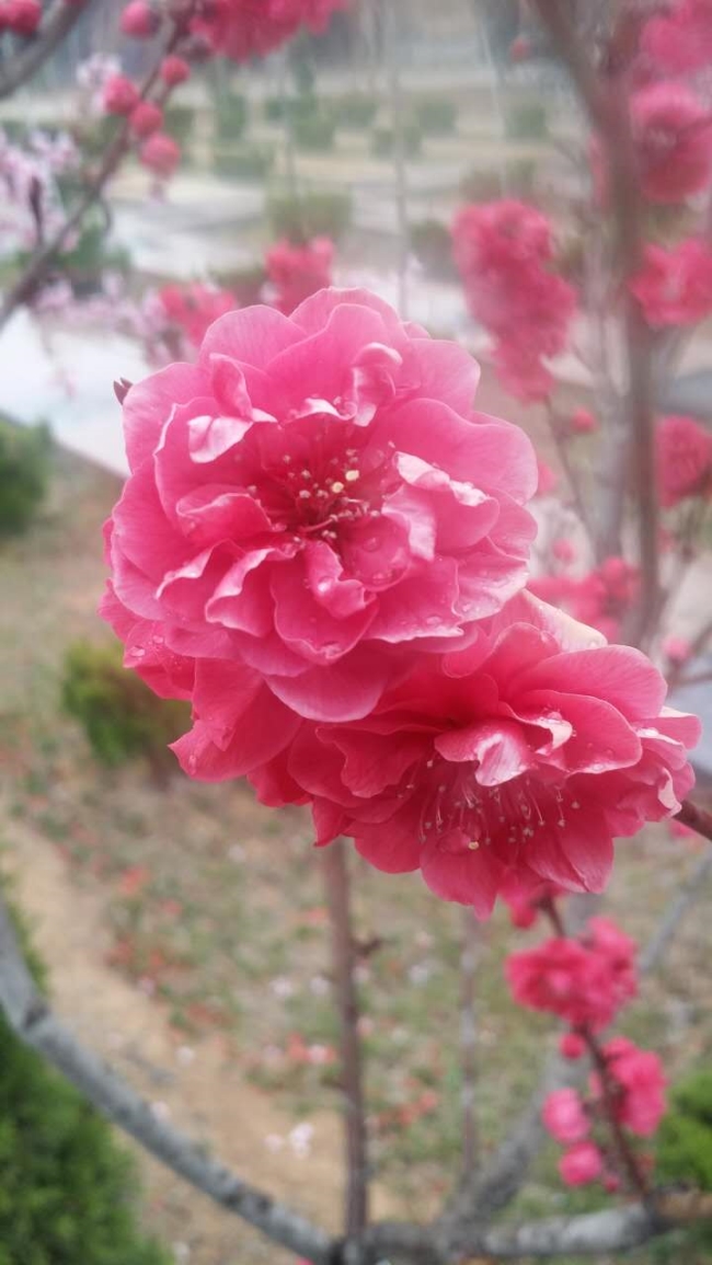 园区景观